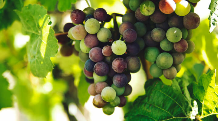 Why Grapeseed Extract is the Ultimate Antioxidant Hero for Your Body