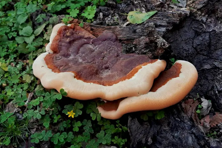 Reishi Mushroom: The Ancient Superfungus for Modern Wellness