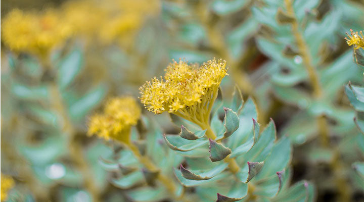 Rhodiola Benefits Uncovered: How This Herb Enhances Mental Clarity and Mood