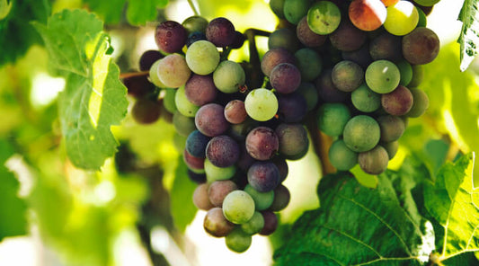 Why Grapeseed Extract is the Ultimate Antioxidant Hero for Your Body