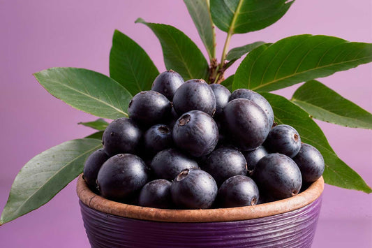 Maqui Berry Powder: The Patagonian Superfruit with Extraordinary Health Benefits
