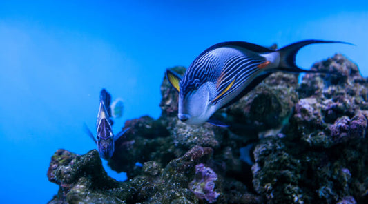 The Science Behind Marine Collagen Peptides: Benefits for Skin, Hair, and More