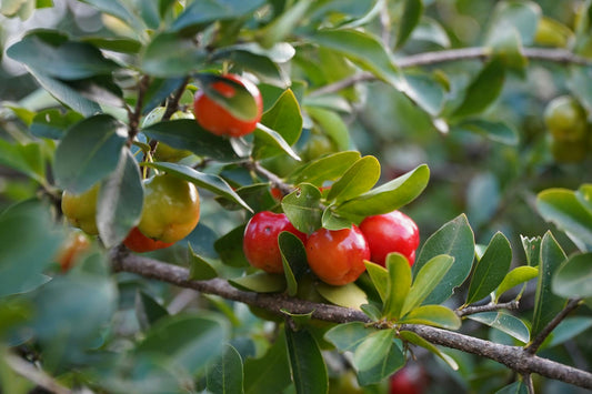Acerola Cherry Powder: A Comprehensive Scientific Exploration of Its Health Benefits and Uses