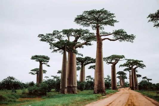 From Ancient Tree to Modern Superfood: The Health Wonders of Baobab