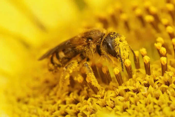 Discover Bee Propolis: The Bee-Produced Superfood for Wellness and Immunity