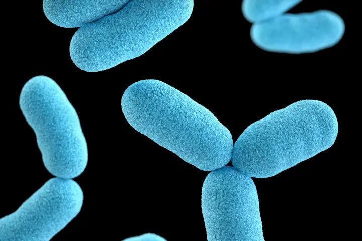 Unlocking the Power of Bifidobacterium: Your Ultimate Probiotic Guide