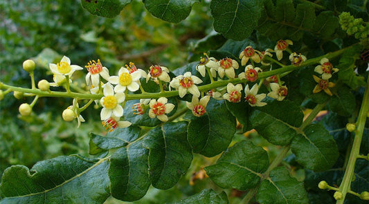 Boswellia Benefits Explained: How This Ancient Resin Supports Your Health Naturally