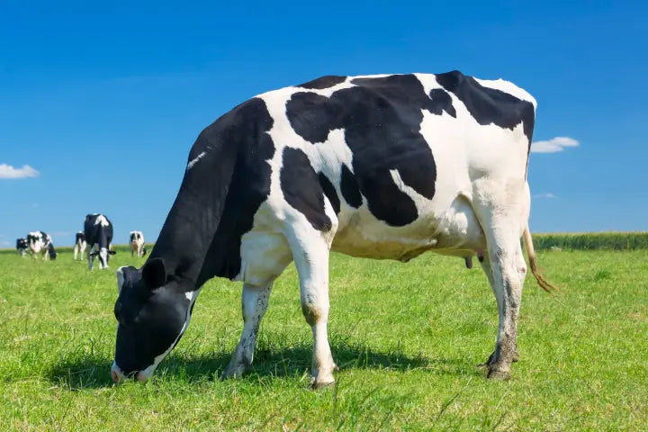 Bovine Collagen Peptides Explained: Benefits, Uses, and Expert Tips