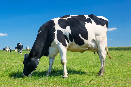 Bovine Collagen Peptides Explained: Benefits, Uses, and Expert Tips