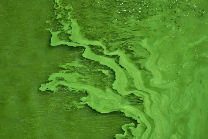 Discover Chlorella Powder: The Green Algae Detox and Immunity Booster You Need