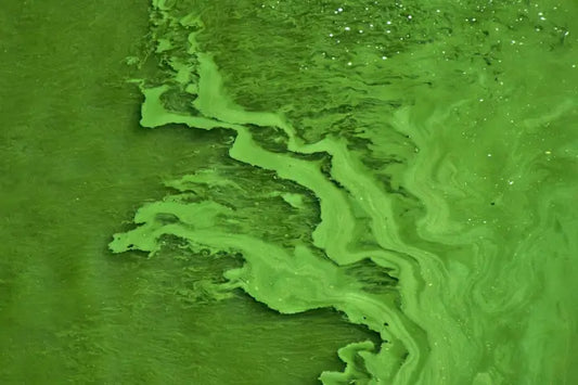 Discover Chlorella Powder: The Green Algae Detox and Immunity Booster You Need