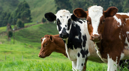 Unlocking the Health Benefits of Colostrum: Nature’s First Superfood