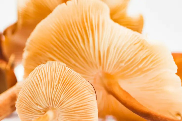 The Ultimate Guide to Functional Mushroom Blends: Benefits and Uses