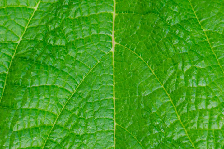 Is Liquid Cholorophyll Right for You?