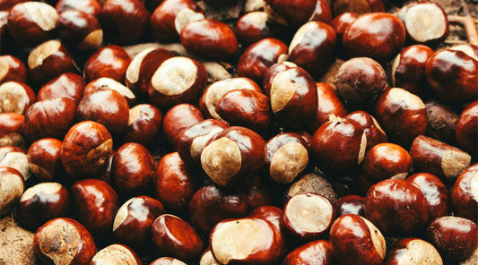Horse Chestnut Extract: Nature’s Remedy for Circulation and Vein Health
