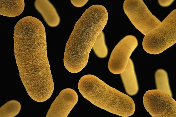 The Science Behind Lactobacillus Probiotics: Benefits You Need to Know