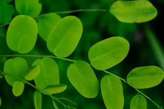 Why Moringa Leaf Should Be Your New Go-To for Boosting Immunity and Energy