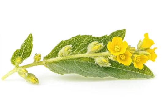 Mullein Leaf: The Benefits of Its Natural Properties