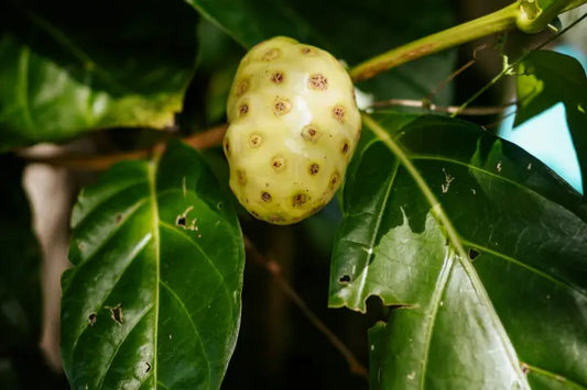 Why Noni Fruit Powder Is Your New Go-To for Antioxidant Support