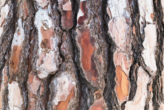 Pycnogenol: The Powerful Natural Antioxidant
