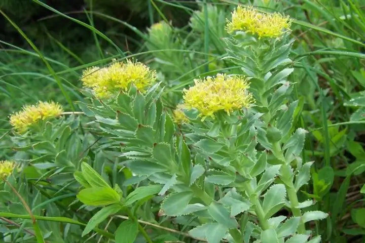 Rhodiola Rosea: Boost Your Energy and Beat Fatigue