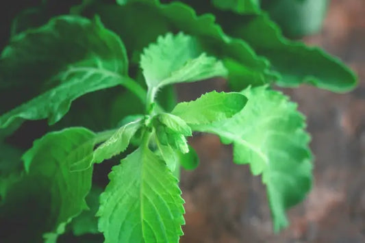 Tulsi Powder Benefits: How Holy Basil Boosts Your Health Naturally